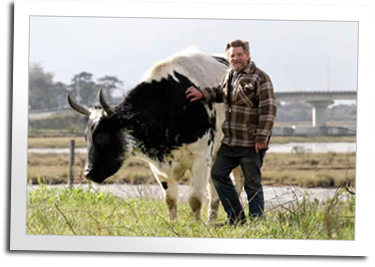 Eric stands with Blue, one of our 2400 lb oxen