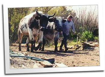 Babe and Blue, the Belgian blue oxen