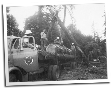 1870s era photo of the Blue Ox Logging Company